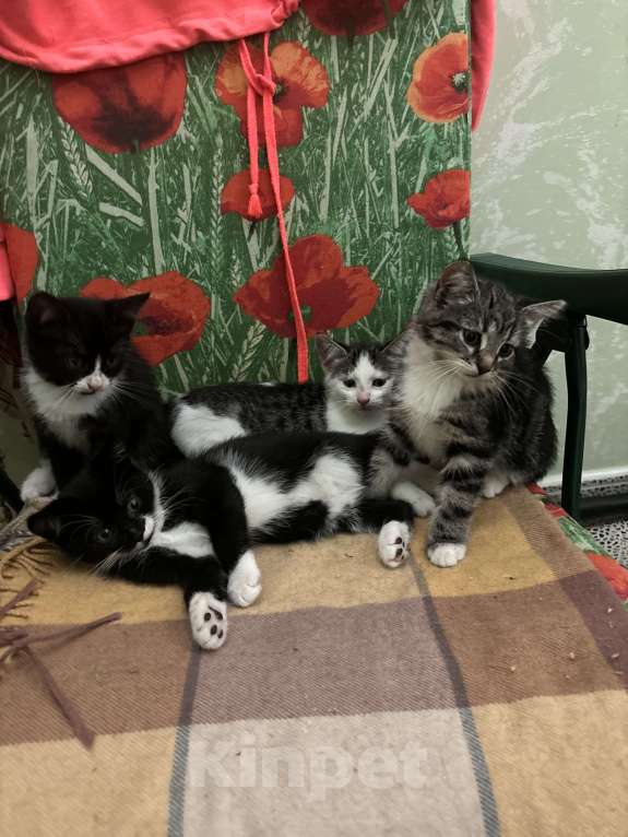 Кошки в других городах Московской области: Отдам в хорошие руки котика, окрас серо- белый! Добрый, ласковый, приученный к лотку! Мальчик, Бесплатно - фото 2