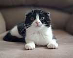 Кошки в Ярославле: Шотландская вислоухая короткошёрстная девочка  Девочка, 25 000 руб. - фото 8