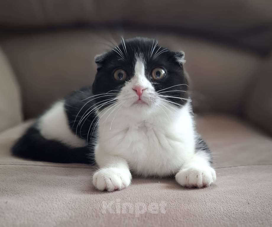 Кошки в Ярославле: Шотландская вислоухая короткошёрстная девочка  Девочка, 25 000 руб. - фото 8