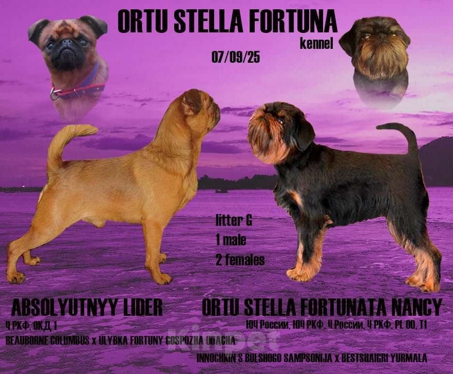 Собаки в Пскове: Девочка пти брабансон Девочка, 55 000 руб. - фото 3