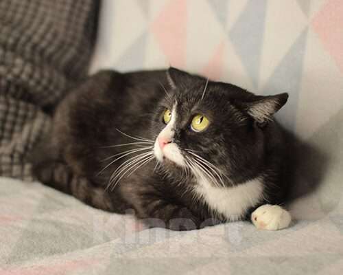 Кошки в Москве: Мама и дочка. Девочка, Бесплатно - фото 5