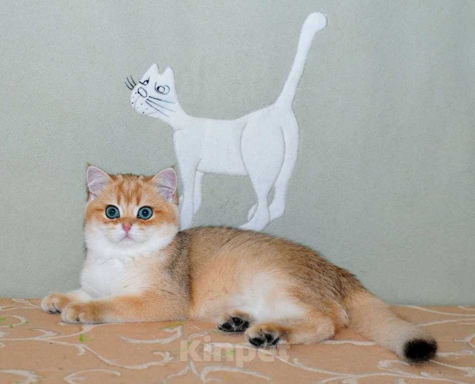 Кошки в Рыбинске: Британская девочка,золотая 3 мес Девочка, 25 000 руб. - фото 1