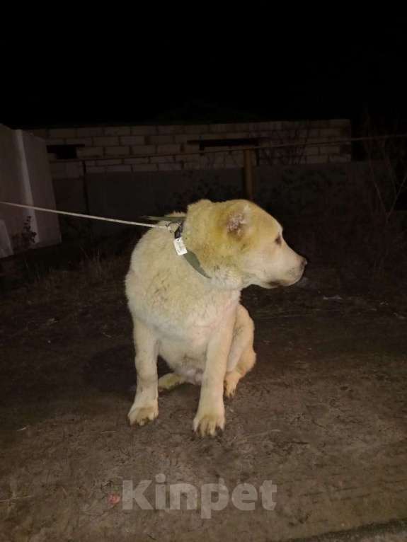 Собаки в Волгограде: щенок Мальчик, Бесплатно - фото 2