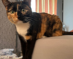 Кошки в Красноярске: Кошка в добрые руки Девочка, Бесплатно - фото 3