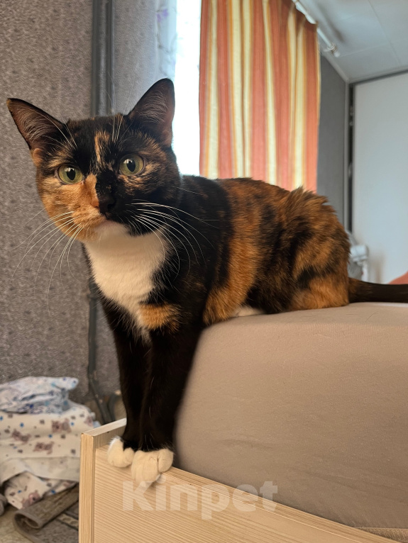 Кошки в Красноярске: Кошка в добрые руки Девочка, Бесплатно - фото 3