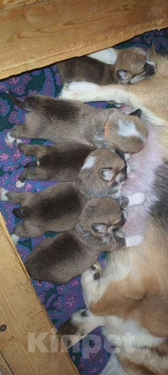 Собаки в Москве: Вельш Корги пемброк помет на апрель Мальчик, 60 000 руб. - фото 4