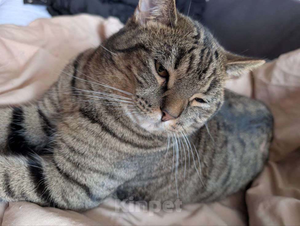 Кошки в Челябинске: Отдам 2 котов. Филипп. Мальчик, Бесплатно - фото 3