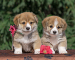 Собаки в Новосибирске: Щенки вельш-корги пемброк Мальчик, 1 руб. - фото 2