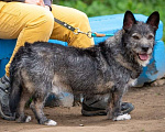 Собаки в Москве: Метис Керн-терьера Карандаш  Мальчик, Бесплатно - фото 1