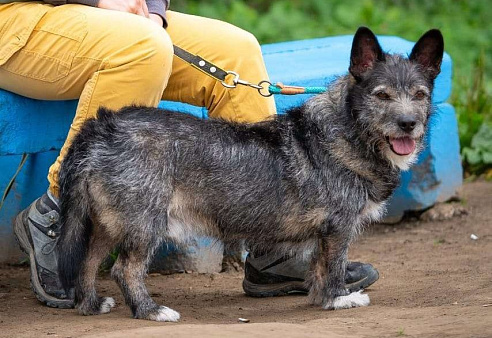 Метис Керн-терьера Карандаш 
