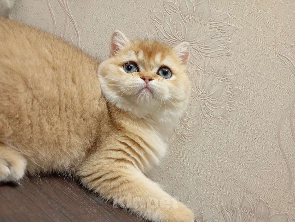 Кошки в Москве: Шотландский котик страйт Мальчик, 150 000 руб. - фото 3