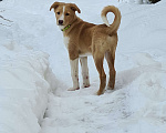 Собаки в Красногорске: щенок Каспер в добрые руки Мальчик, Бесплатно - фото 1