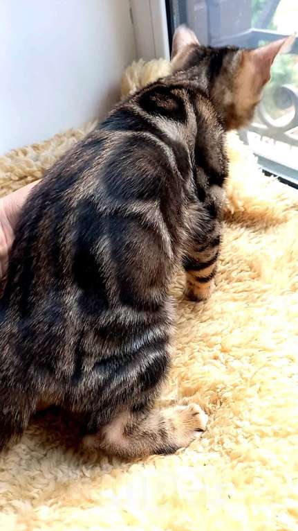 Кошки в Москве: Бенгальская девочка Девочка, 30 000 руб. - фото 7