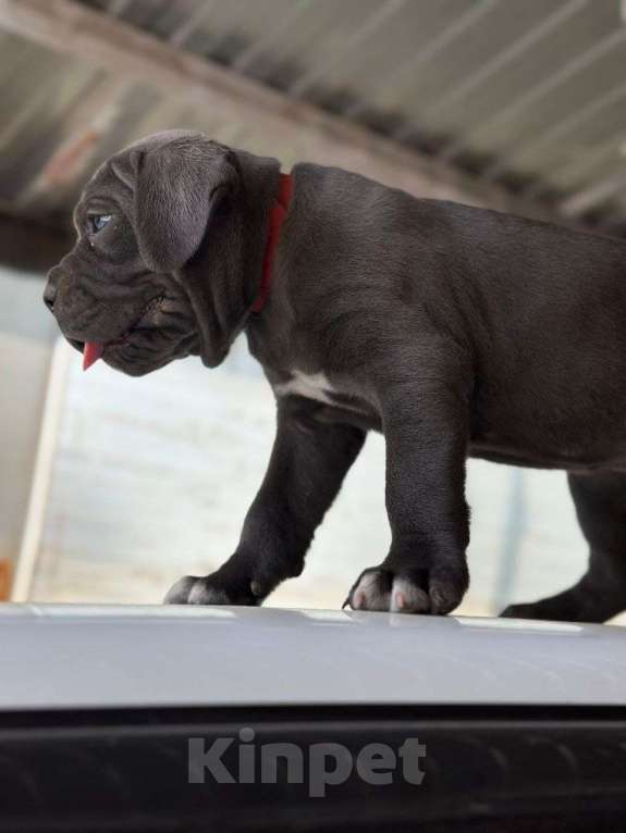 Собаки в Москве: Щенки Кане Корсо Мальчик, 70 000 руб. - фото 10