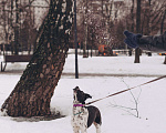 Собаки в Москве: Идеальная собака в дар Девочка, Бесплатно - фото 8