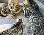Кошки в Москве: Бенгальская девочка Девочка, 30 000 руб. - фото 1