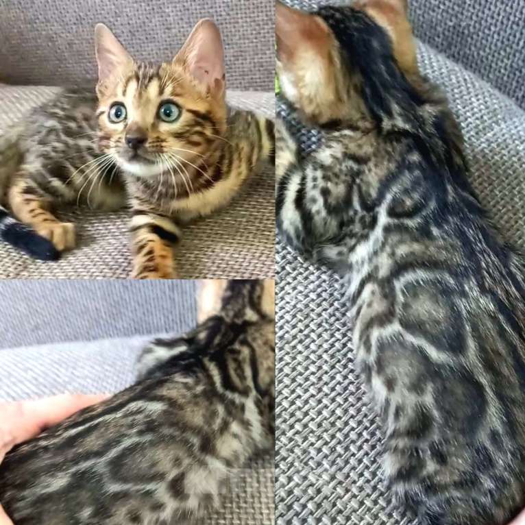 Кошки в Москве: Бенгальская девочка Девочка, 30 000 руб. - фото 1