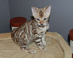 Кошки в Москве: Бенгальский котик Мальчик, 60 000 руб. - фото 3
