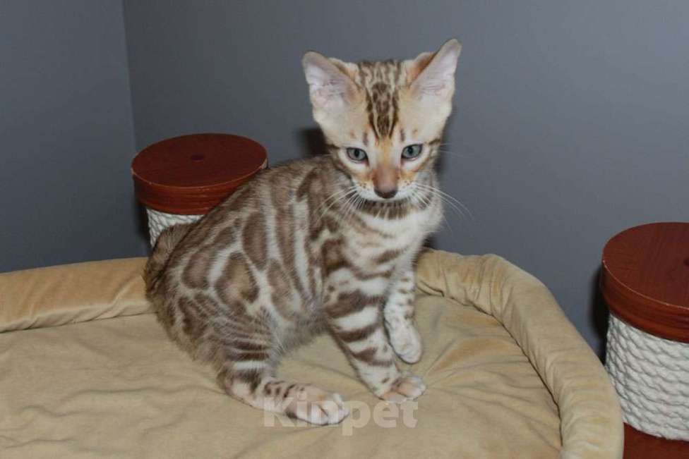 Кошки в Москве: Бенгальский котик Мальчик, 60 000 руб. - фото 3