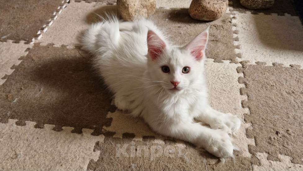 Кошки в Санкт-Петербурге: Elizabeth Девочка, 35 000 руб. - фото 1