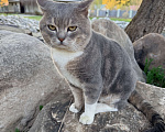 Кошки в Ижевске: Найден кот Мальчик, Бесплатно - фото 2