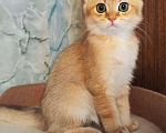 Кошки в Москве: Шотландская золотая девочка  Девочка, 30 000 руб. - фото 1