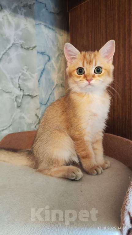 Кошки в Москве: Шотландская золотая девочка  Девочка, 30 000 руб. - фото 1