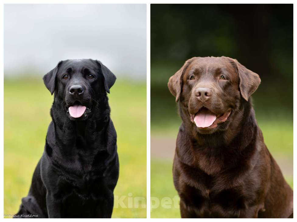 Собаки в Жуковском: Щенок лабрадора, РКФ Девочка, 65 000 руб. - фото 5