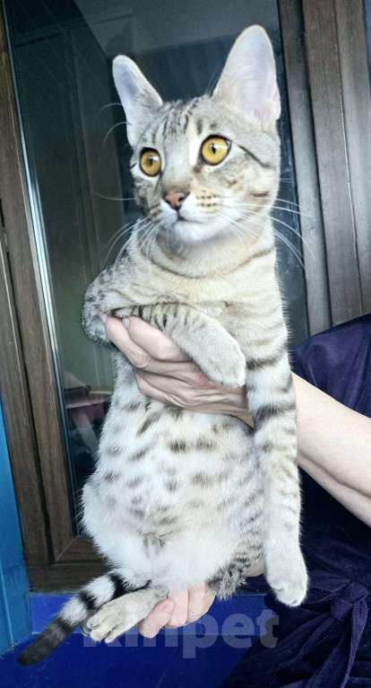 Кошки в Санкт-Петербурге: Котята SAVANNAH Ф4, Ф5 сбт Мальчик, 55 000 руб. - фото 4