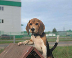 Собаки в Ярославле: Кобель бигля для вязки Мальчик, 2 500 руб. - фото 2