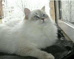 Кошки в Ливны: Котенок Рэгдолл, 32 000 руб. - фото 1