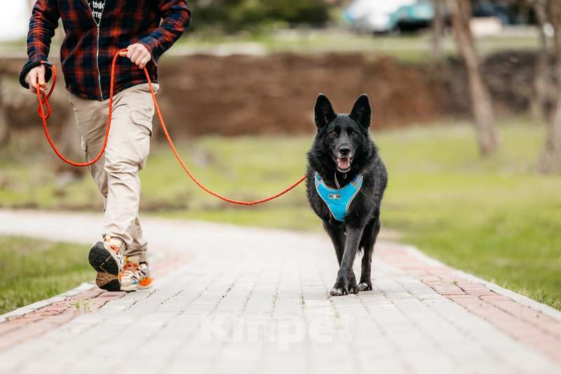 Собаки в Москве: Эля потеряла всех своих щенков в мороз Девочка, 1 руб. - фото 4
