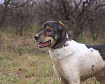 Собаки в Видном: Ра, 2 года Мальчик, Бесплатно - фото 2