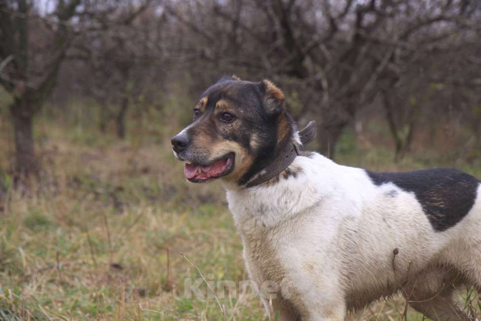Собаки в Видном: Ра, 2 года Мальчик, Бесплатно - фото 2