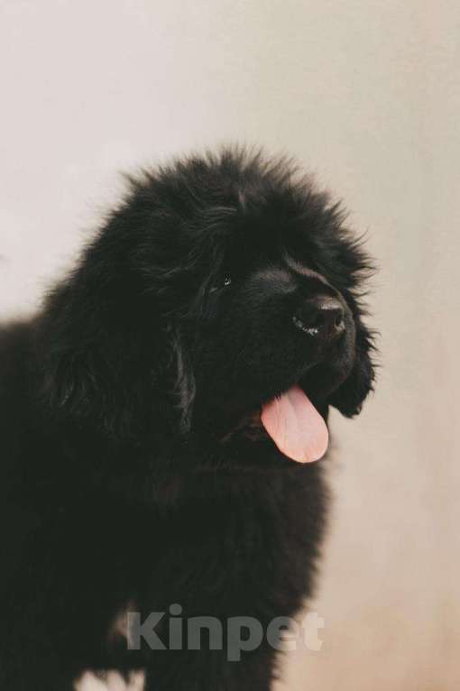 Собаки в других городах Тверской области: Щенки тибетского мастифа Девочка, Бесплатно - фото 4