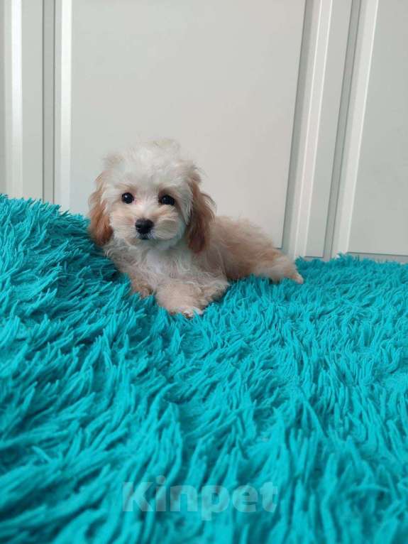 Собаки в Мытищах: Мальтипу F1 Девочка, 55 000 руб. - фото 3