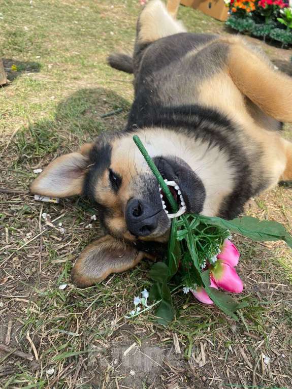 Собаки в Рязани: Пропала собака Девочка, Бесплатно - фото 2