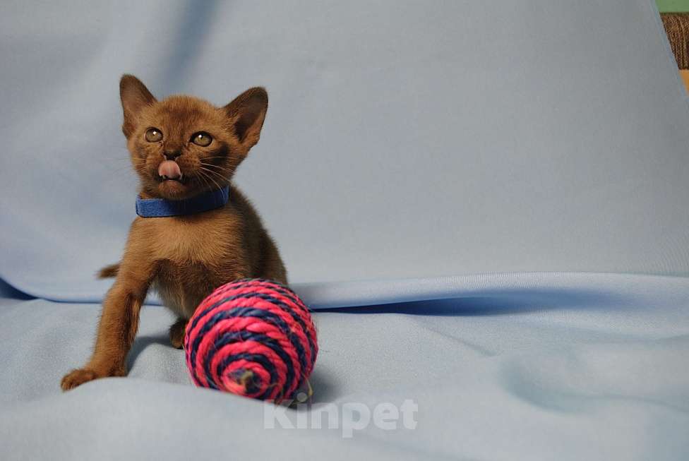 Кошки в Москве: Бурманские котята Девочка, 60 000 руб. - фото 2