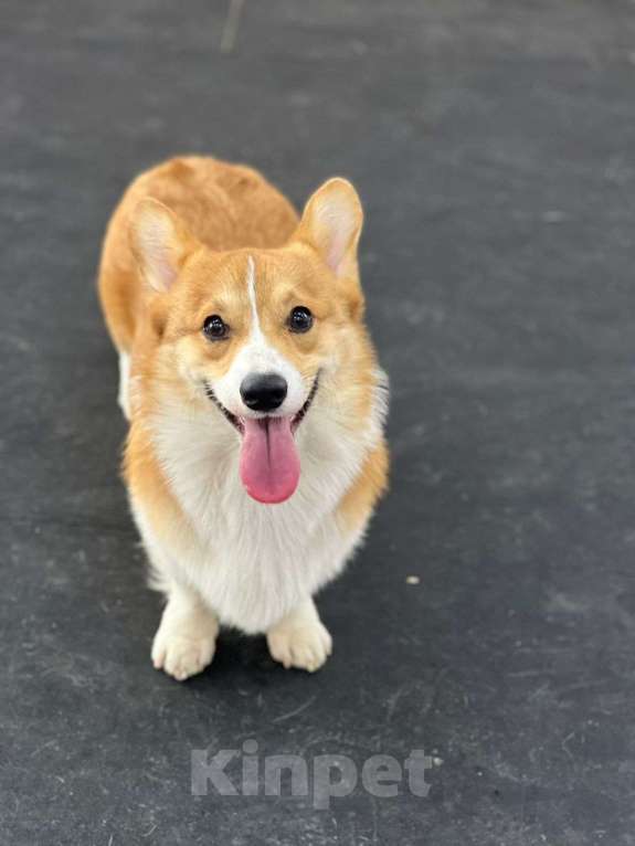 Собаки в Краснодаре: Вельш корги пемброк кобель шоу класса РКФ Мальчик, 35 000 руб. - фото 6