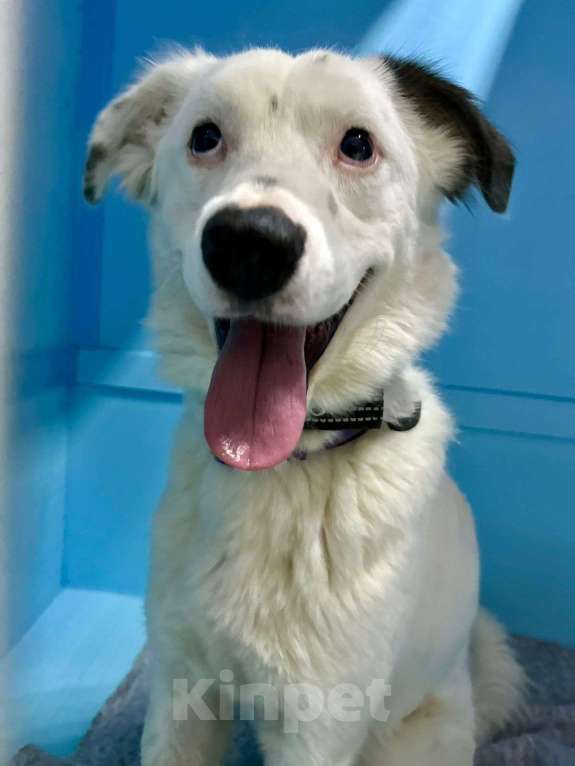 Собаки в Москве: Счастливчик. Собака под выпуск на улицу Мальчик, Бесплатно - фото 2