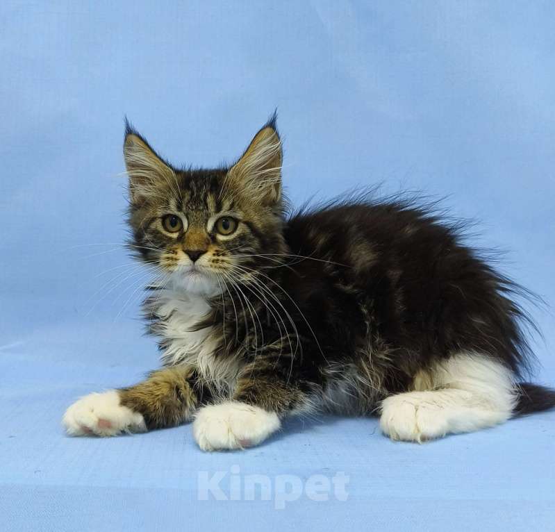 Кошки в Москве: Мейн-Кун. Девочка Девочка, 45 000 руб. - фото 4