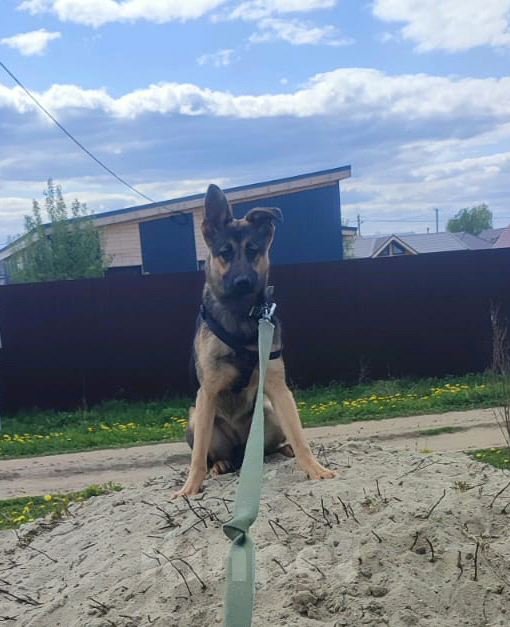 Собаки в Москве: Собака бесплатно. Москва и МО. Марта. Девочка, Бесплатно - фото 3