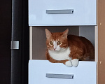 Кошки в Тутаеве: Отдам в добрые руки котика Солнышко Мальчик, Бесплатно - фото 3