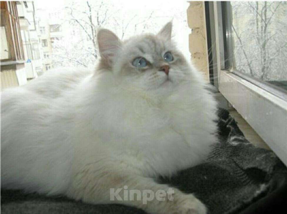 Кошки в Ливны: Котенок Рэгдолл, 32 000 руб. - фото 1