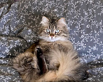 Кошки в Санкт-Петербурге: Котик ищет дом и теплые руки. Мальчик, 1 руб. - фото 2