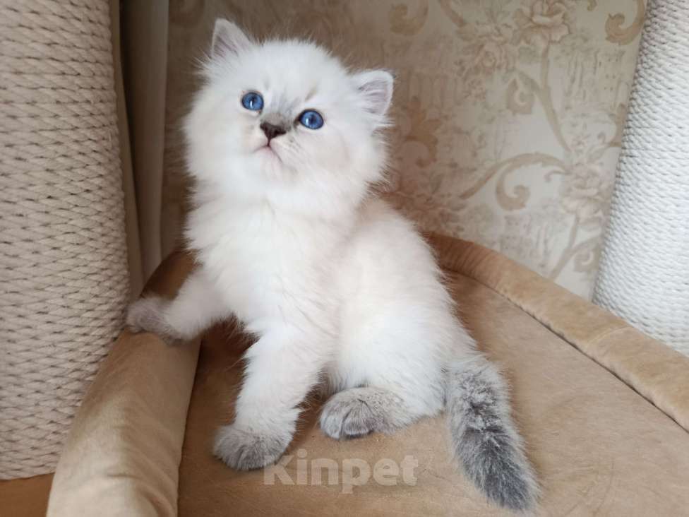 Кошки в Москве: Невская маскарадная Девочка, Бесплатно - фото 3