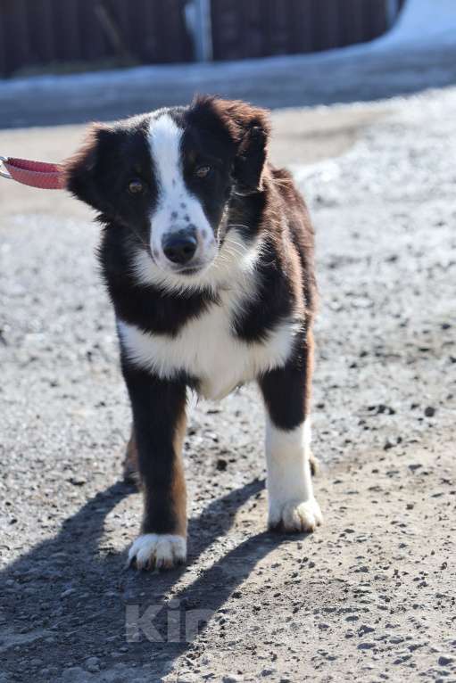 Собаки в других городах Московской области: Щенок МАО Девочка, 150 000 руб. - фото 1