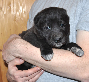 Щенок алабая (среднеазиатской овчарки)