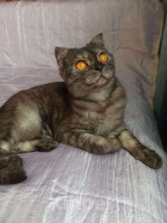 Кошки в других городах Московской области: Шотландочка Девочка, 900 руб. - фото 1