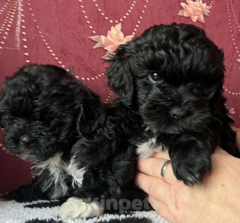 Собаки в других городах Курской области: Щенки ШИПУ  Девочка, 15 000 руб. - фото 5